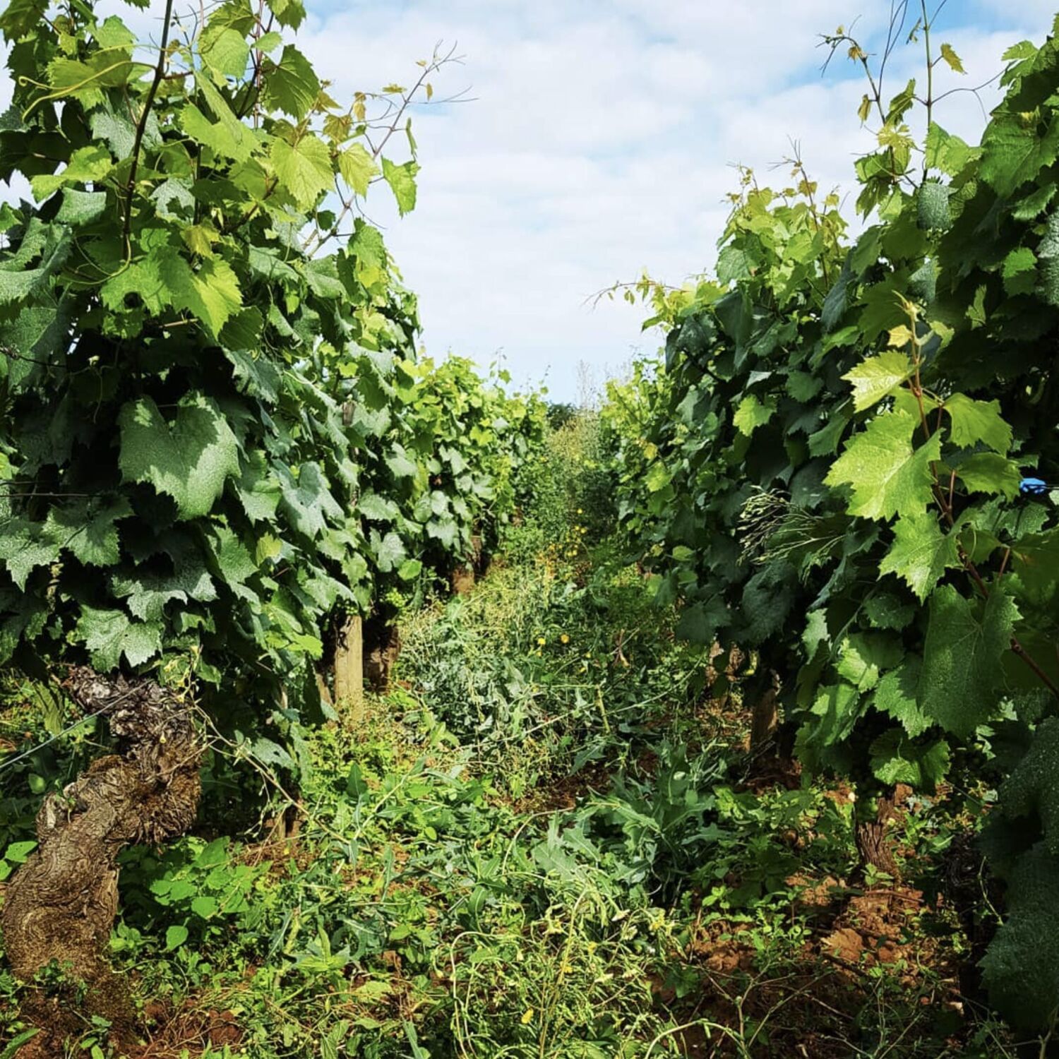 Comment limiter les impacts du gel sur les vignes ? Vigneronne et chercheuse expliquent les méthodes episode artwork