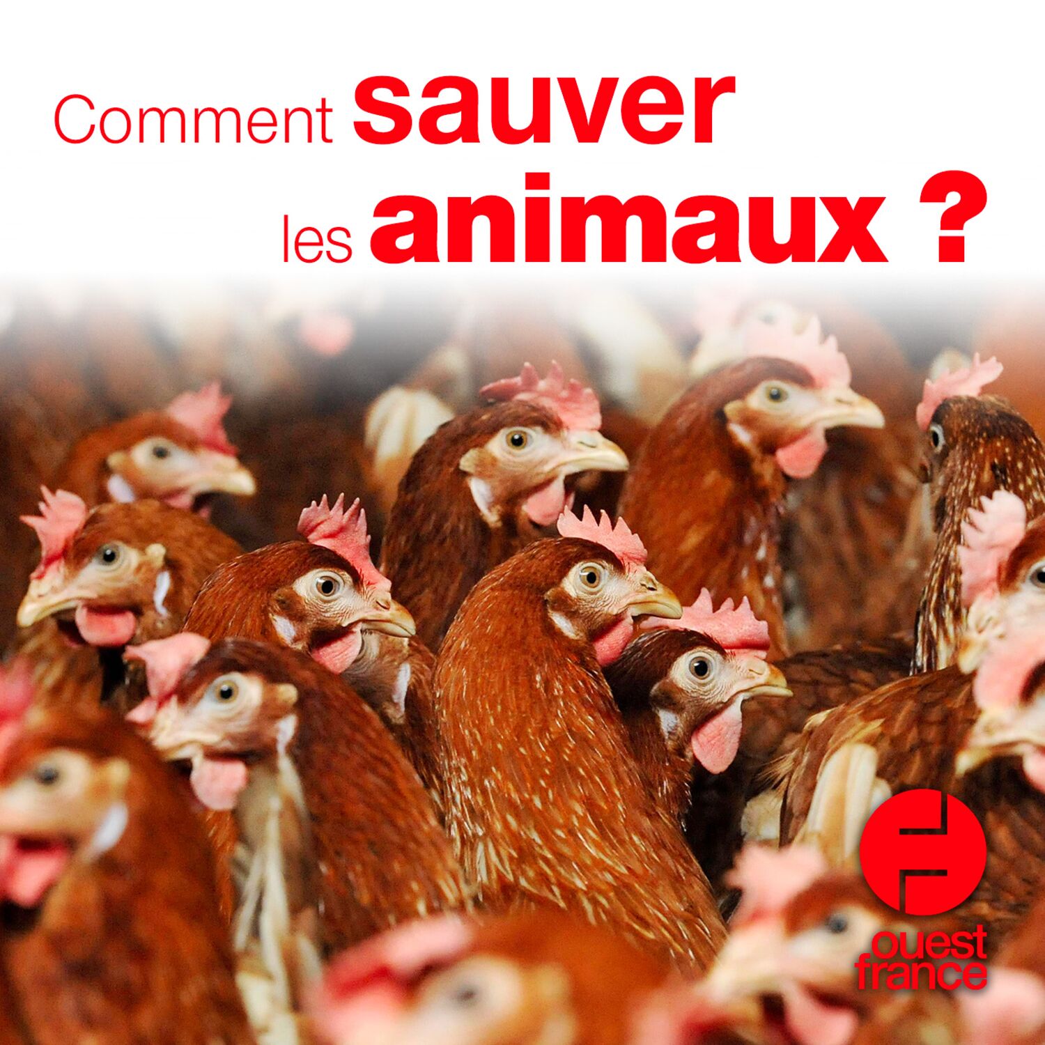 Comment sauver les animaux ? episode artwork