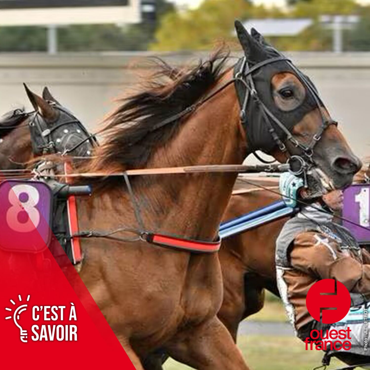 Le dopage secoue le monde du hippisme episode artwork