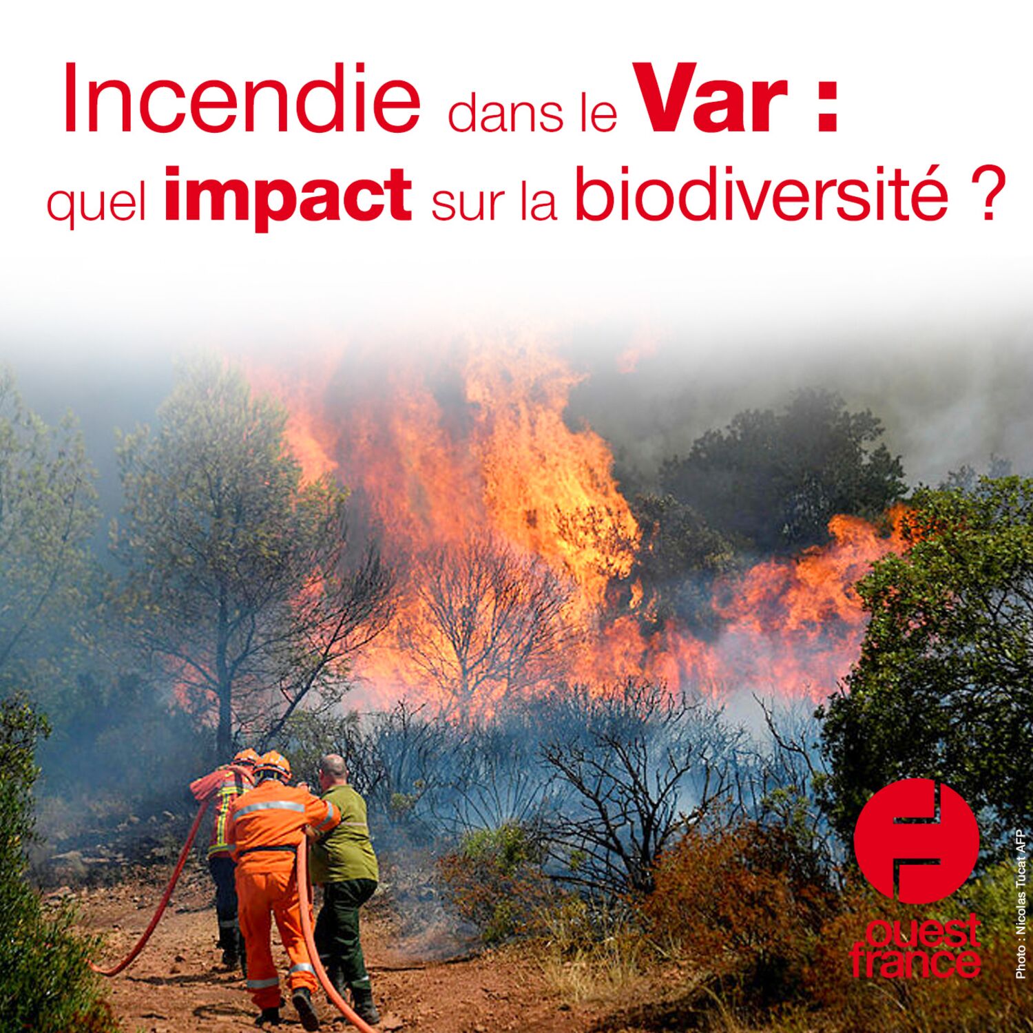 Incendie dans le Var : quel impact sur la biodiversité episode artwork