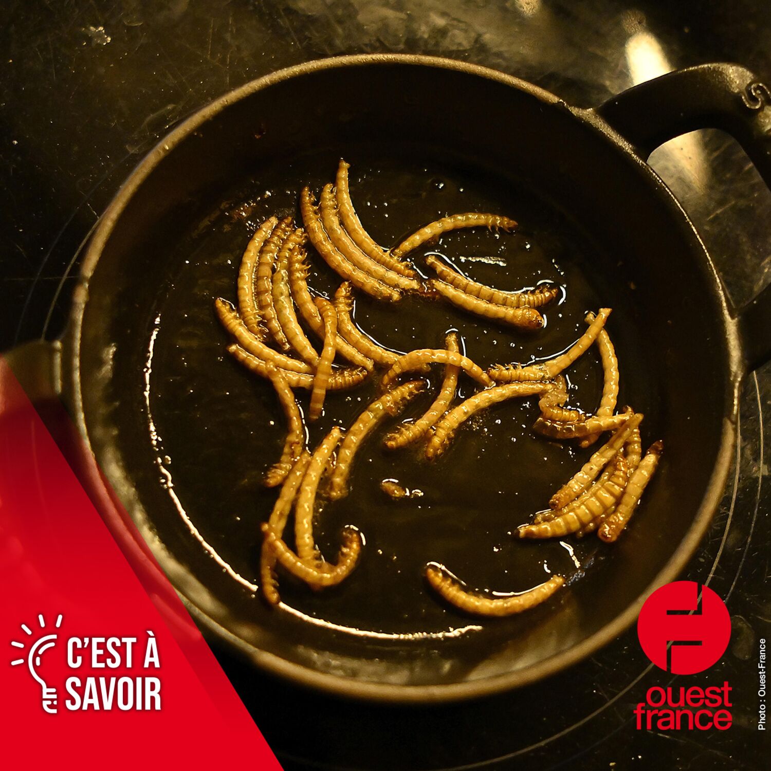 Des insectes bientôt dans nos assiettes ? episode artwork