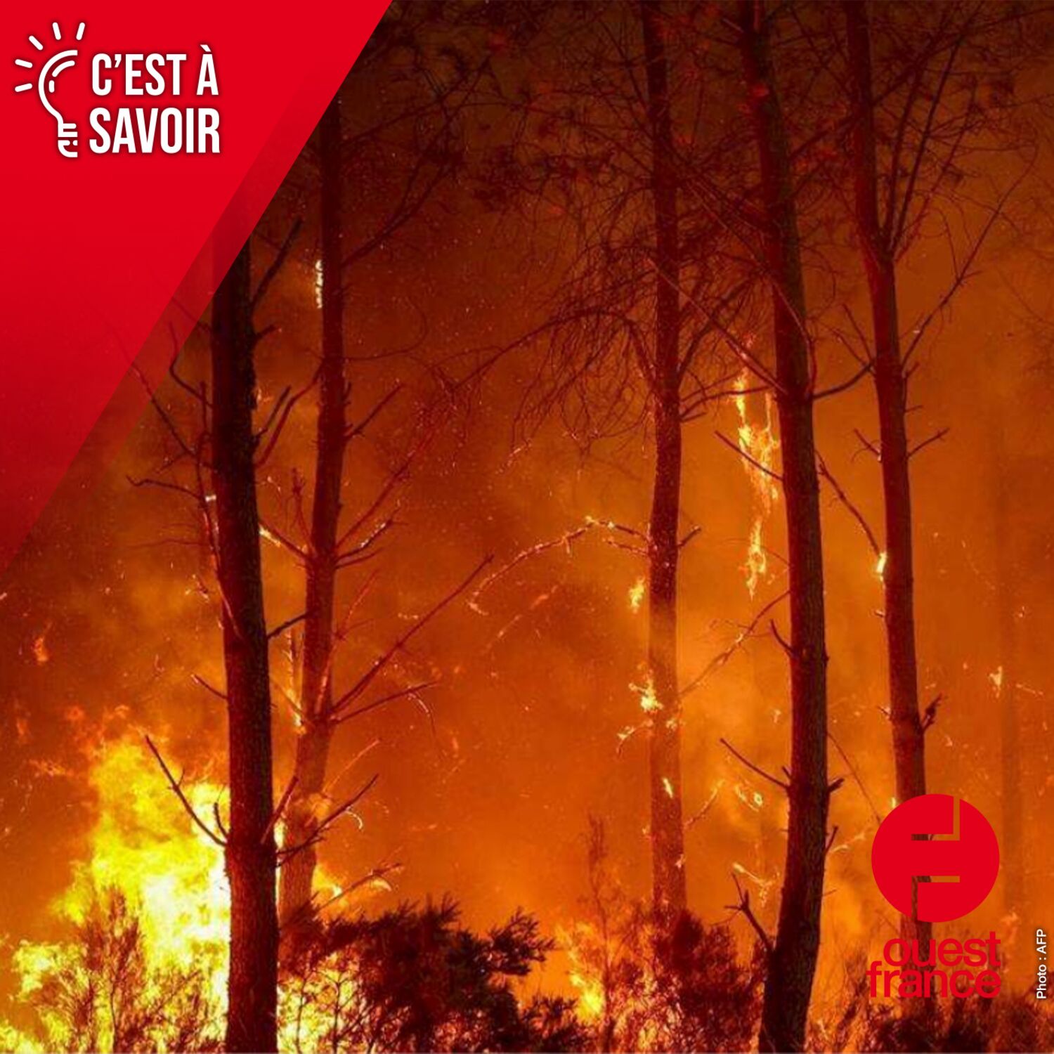 Incendies de forêt : comprendre pour mieux prévenir