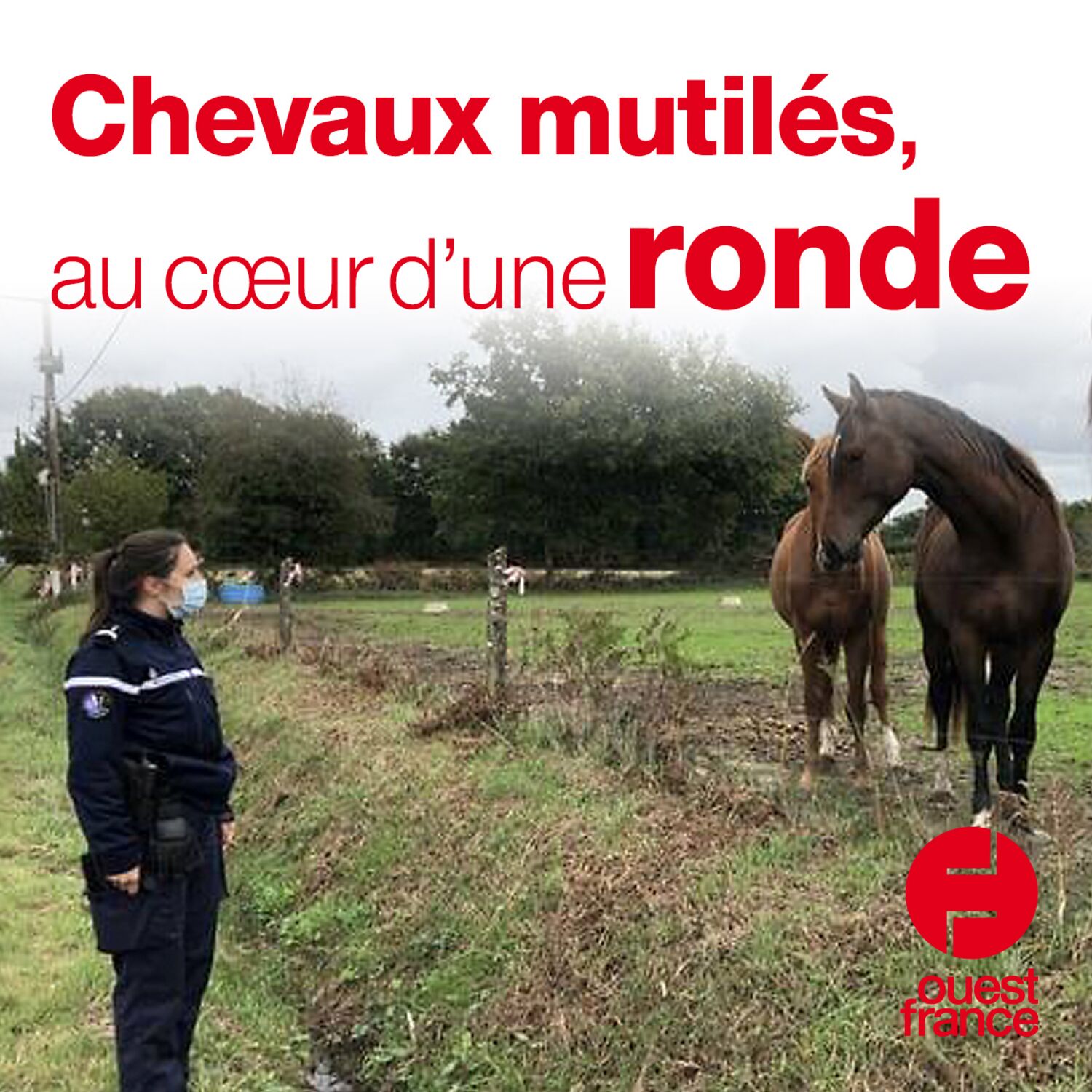Les gendarmes mobilisés auprès des éleveurs episode artwork