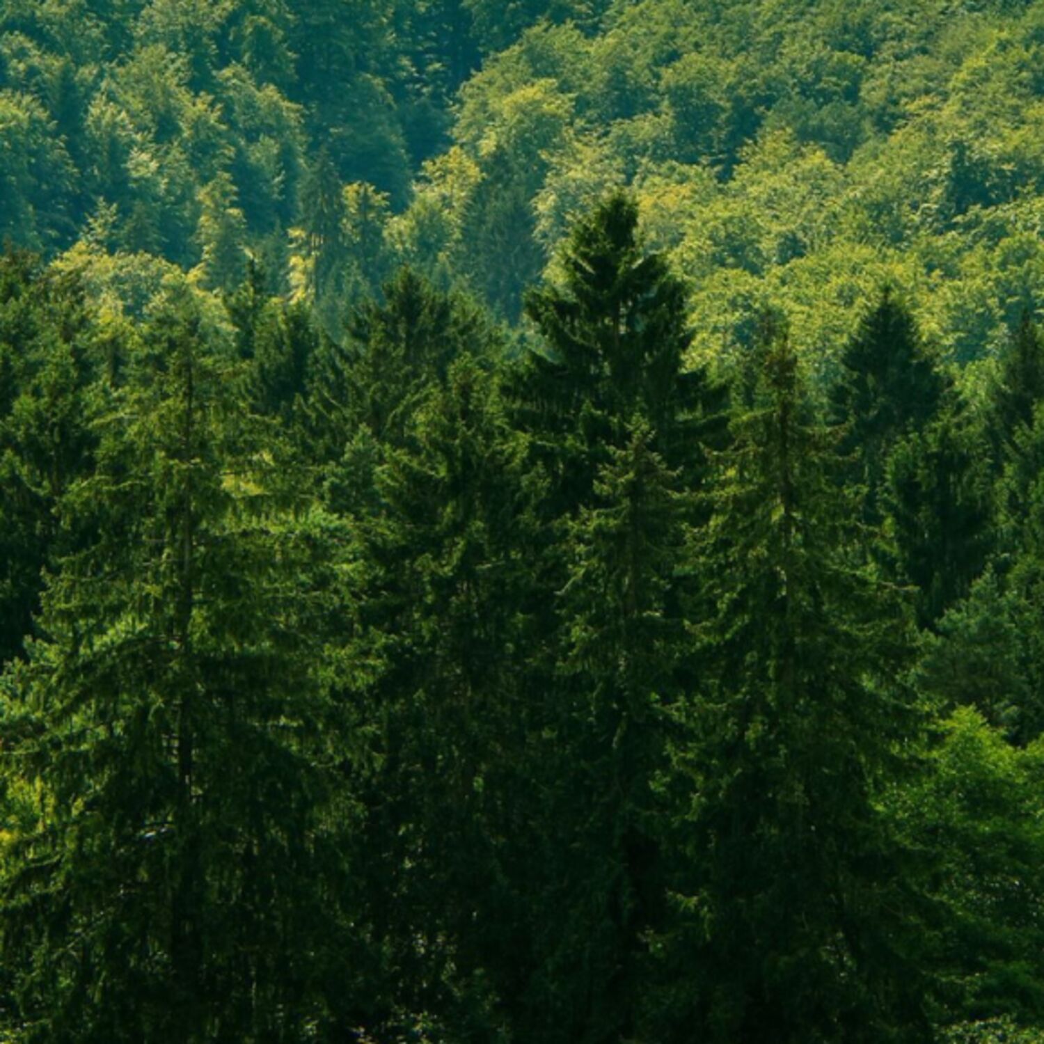 La stratégie de l’Union européenne pour les forêts à l’horizon 2030 episode artwork