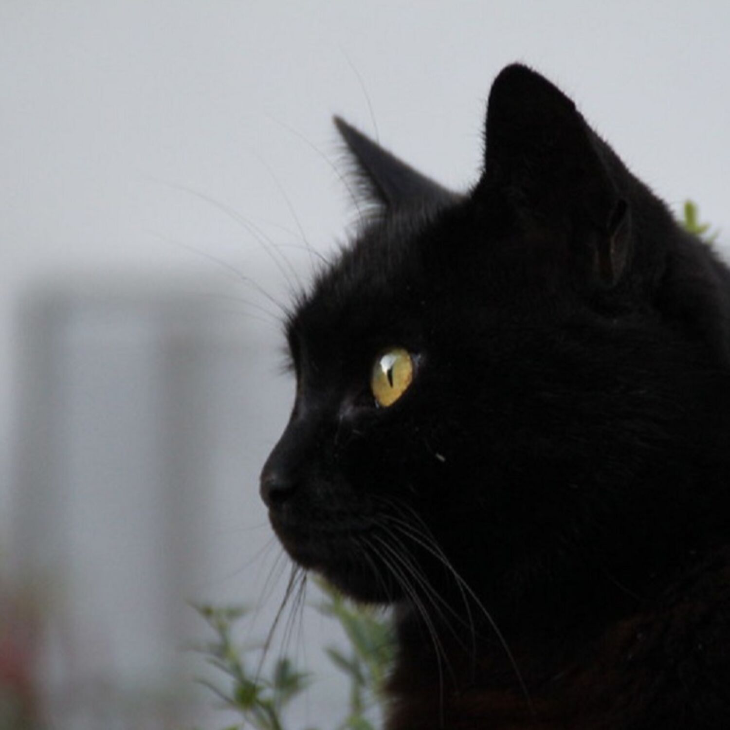 Les superstitions liées aux chats dans nos mythes et légendes bretonnes... episode artwork