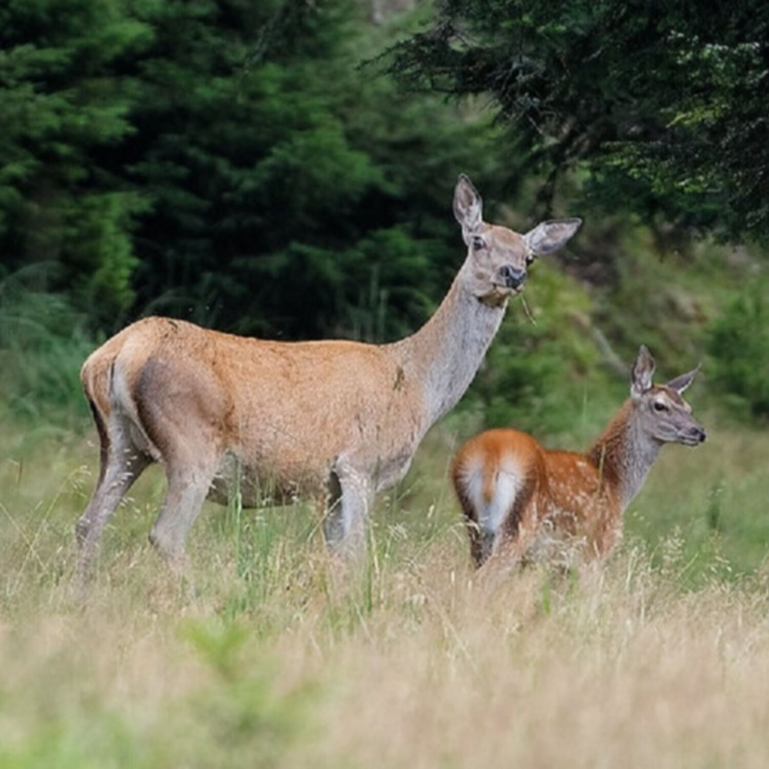 En bretagne, les animaux doués de parole à Noël... episode artwork